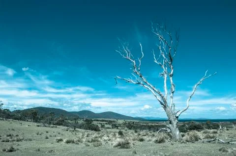 Filtered image dead tree remote field at coast Stock Photos