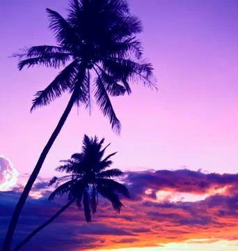Filtered image of palm trees with dramatic sky Foto stock