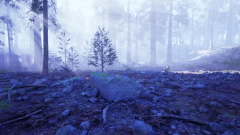 Filtered light illuminates moss covered ground with delicate plant life Stock Footage 338341987