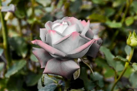 Filtered rose Stock Photos