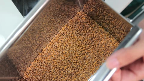 Filtering and selection of the grain fraction, A close-up view of wheat grains Stock Footage 271520975
