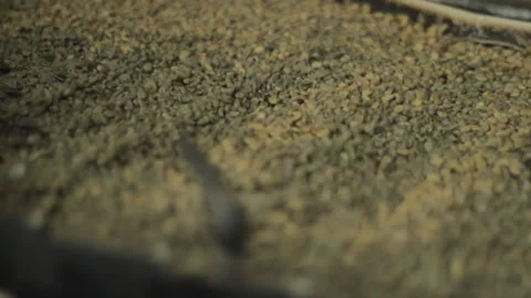 Filtering coffee beans in factory Stock Footage 169701076