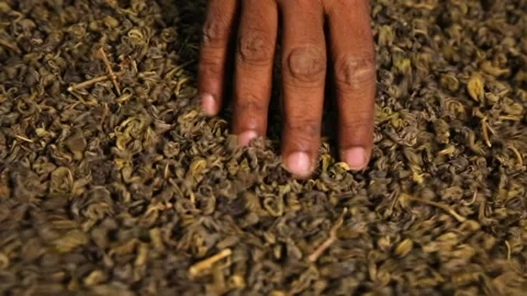 Filtering Dry Tea Leaves Video stock 288230870