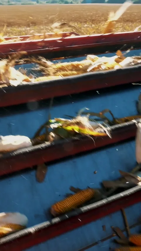 Filtering Fresh ripe corncobs from the leaves and stalks. harvesting process of Stock Footage 315090814