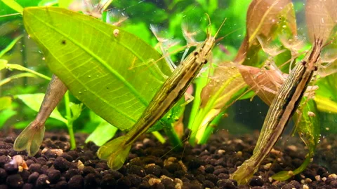 Filtering shrimps in the aquarium Stock Footage
