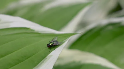Filth fly Insect close up green bottle fly on leaf summer time bugs. Stock Footage 310841524