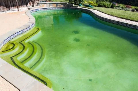 Filthy backyard swimming pool and patio Back yard swimming pool behind mod... Stock Photos