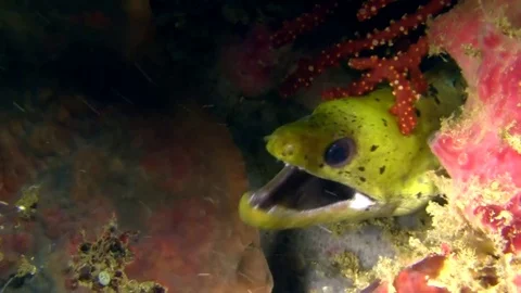Fimbriated moray, Darkspotted moray (Gymnothorax fimbriatus) Stock Footage
