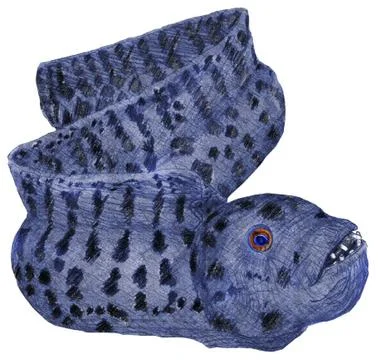 Fimbriated Moray Eel Stock Illustration