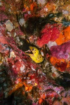 Fimbriated Moray Eel Stock Photos