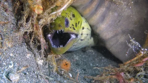 Fimbriated Moray Eel Showing Sharp Teeth Stock Footage 320560319