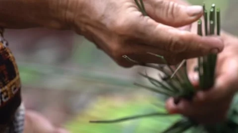 Fimbristylis umbellaris Stock Footage 258809515
