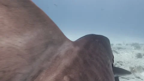 Fin Cam view of large tiger shark hunting. Stock Footage 297219097