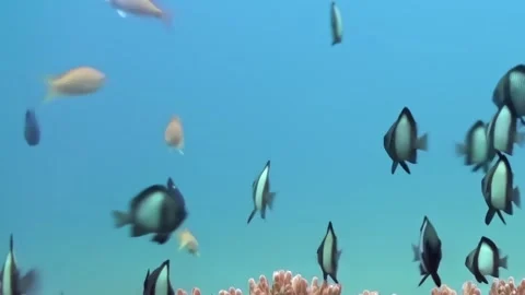 Fin-flapping Damselfish Dance Over an Intricate Coral Landscape Stock-Footage 334790138