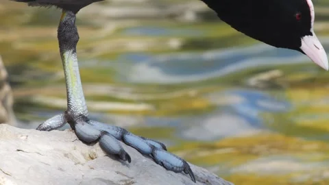 Fin-Footed Birds Stock-Footage 332073850