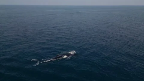 Fin Sei Blue whale swim near boat in Sri... | Stock Video | Pond5