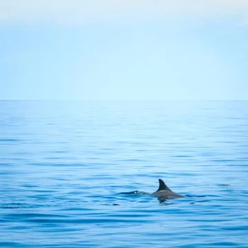 Fin of a shark Stock Photos