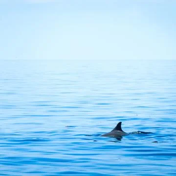 Fin of a shark Stock Photos