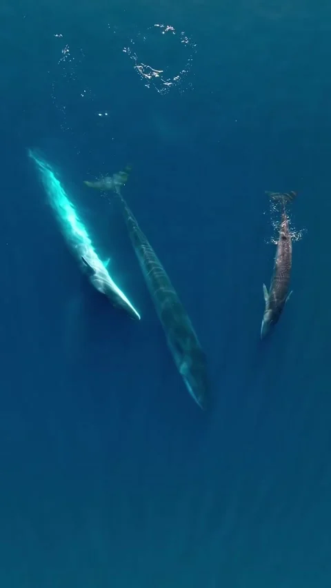 Fin whale in the ocean Video stock 332557805