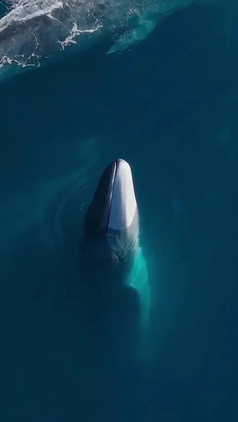 Fin whale in the ocean Stockbeeldmateriaal 332557855