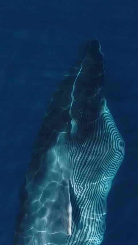 Fin whale in the ocean Stock Footage 333398281