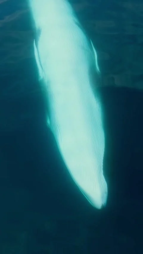 Fin whale in the ocean Vídeo Stock 333398320