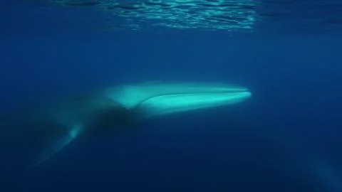 Fin whale under the surface Stock Photos