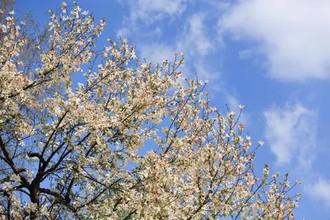 Final of blossoming Stock Photos