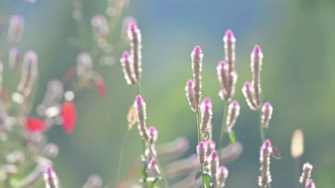 Final cockscomb views, Hubei Stock Footage 347331481