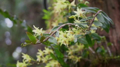 Final dendrobium views Stock Footage 347486465