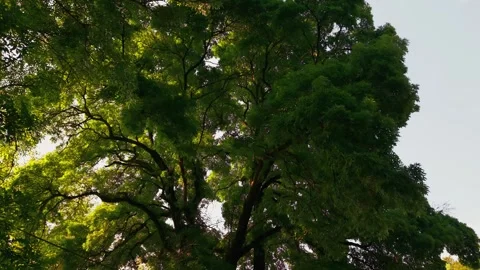 Final full view of tojie tree Stock-Footage 347505669