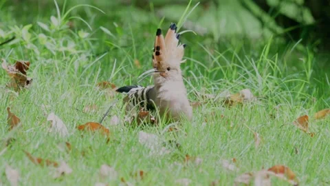 Final hoopoe views Stock-Footage 347487632