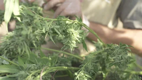Final leaf cleaning before hemp drying Stock Footage 316534591