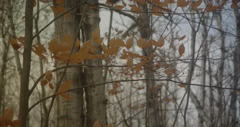 Final leaves hold on Stock Footage 142257913