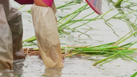 Final paddy views Stock-Footage 347487789
