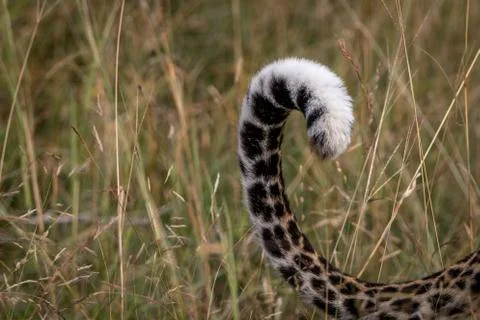 The final part of the tail of a Leopard. Stock Photos