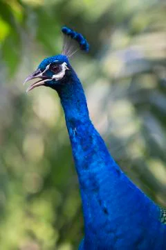Final peacock  Stock Photos