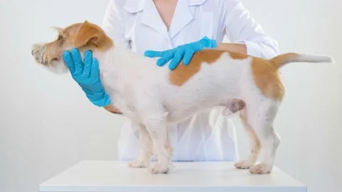 The final result of stripping on the example of Jack Russell Terrier. Stock Footage 172318093