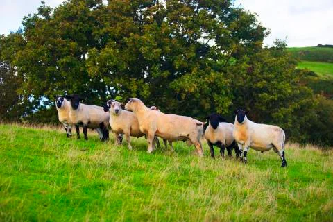 Final sheep shot  Stock Photos