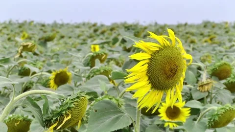 The final stage of sunflower seed formation Stock Footage 223815939