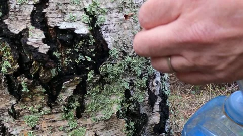 The final step in collecting birch sap in early spring Stock Footage 328161149