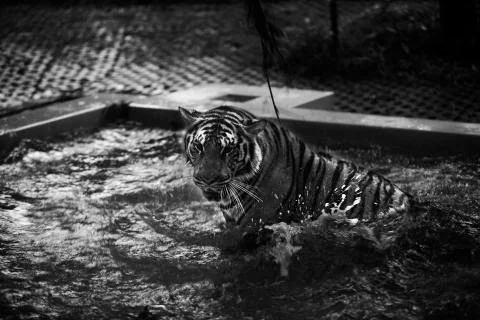 The final tiger leap  Stock Photos