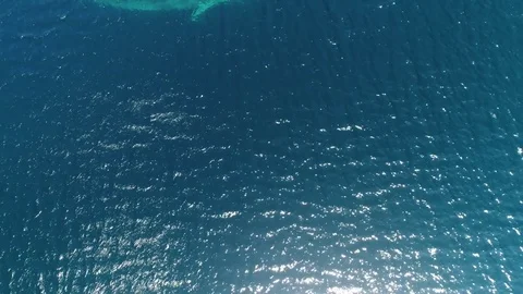 Finback whale aerial Stock Footage 80797758