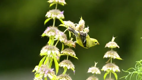 Finch-02 close up Stock Footage 281092106