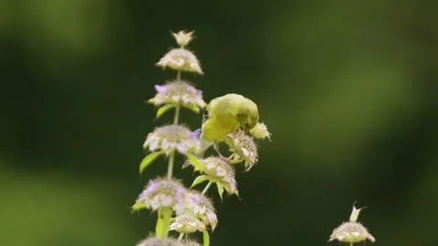 Finch-03 close up Stock Footage 281092112