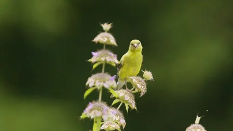 Finch-04- close up Stock Footage 281092113