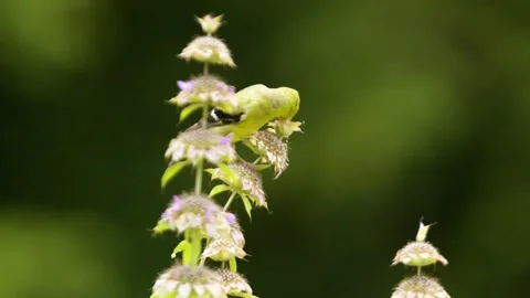 Finch-04Timelapses Stock Footage 281092100
