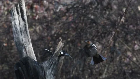 Finch and great tit flutter, slow motion Stock Footage 170691269