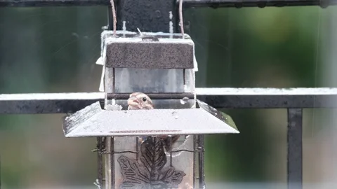 Finch in and out of bird feeder in pouring rain Stock Footage 92921082