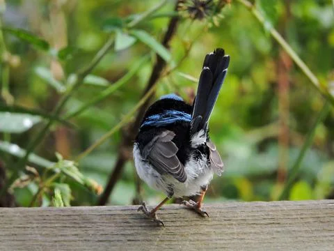 Finch Back Feather Details Foto stock